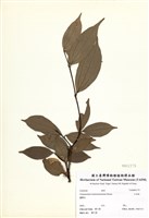 藏品(臺灣肉桂)的圖片